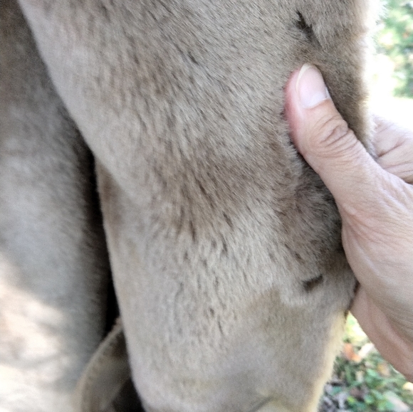 ⬇️ Price Drop!⬇️ Coaco New York Faux Suede Jacket in size S - Picture 3 of 4